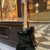 fender musicmaster 1977